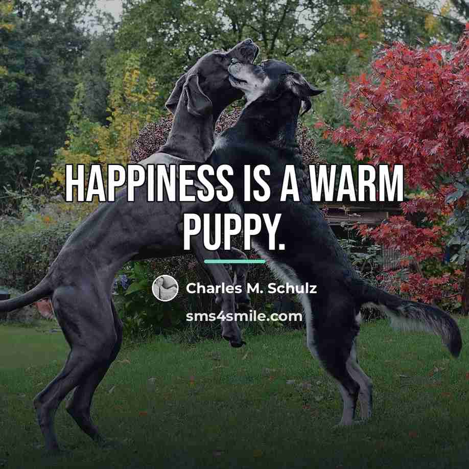 “Happiness is a warm puppy.…” quote by Charles M. Schulz