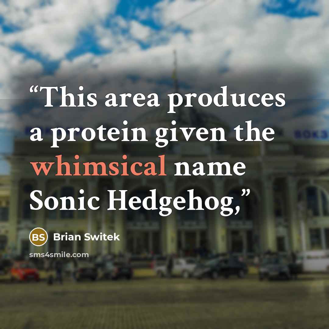 “This area produces a protein given the whimsical name Sonic Hedgehog,” quote by Brian Switek