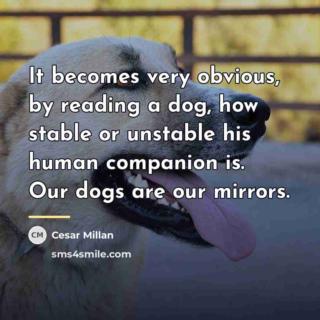 “It becomes very obvious, by reading a dog, how stable…” quote by Cesar Millan