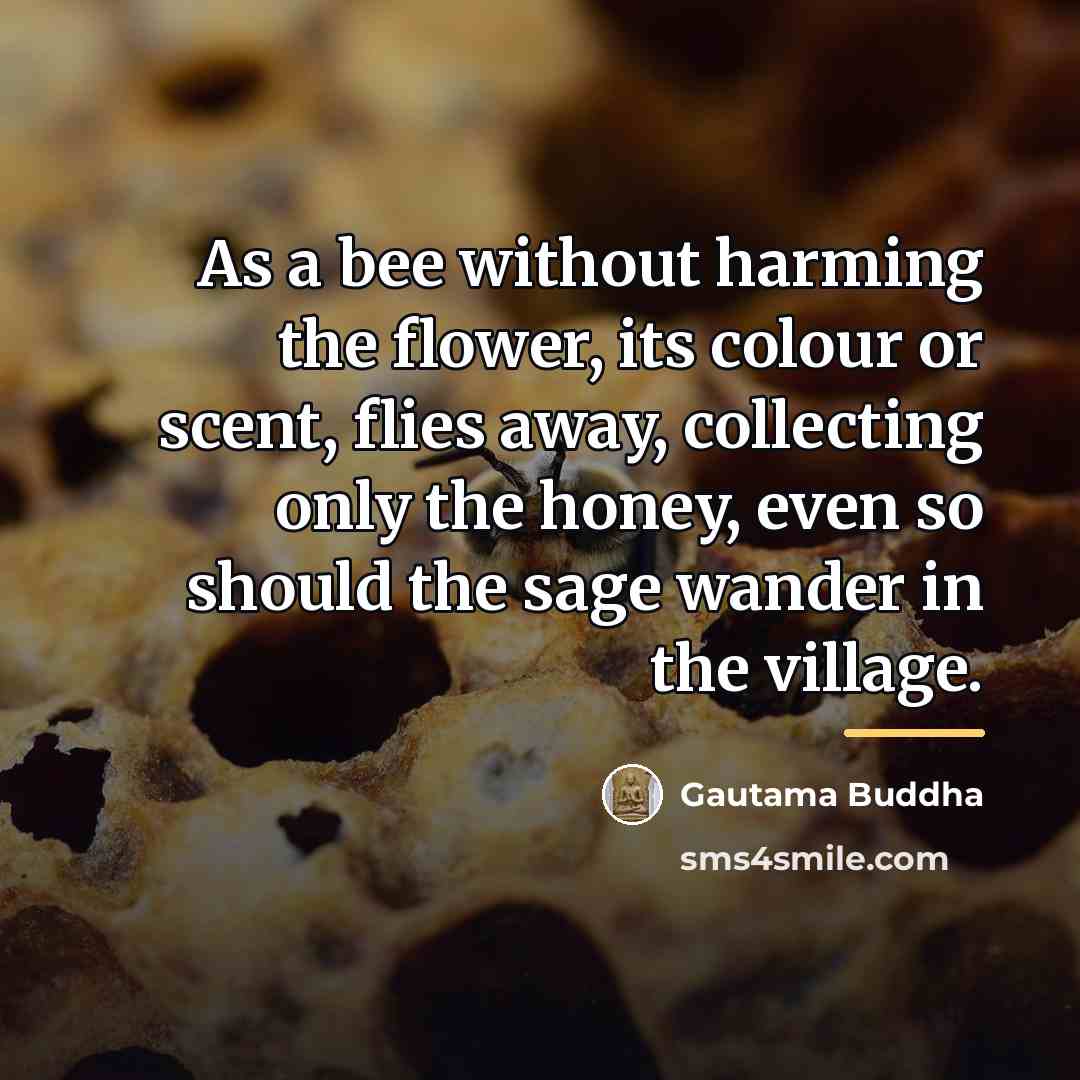 “As a bee without harming the flower, its colour or…” quote by Gautama Buddha
