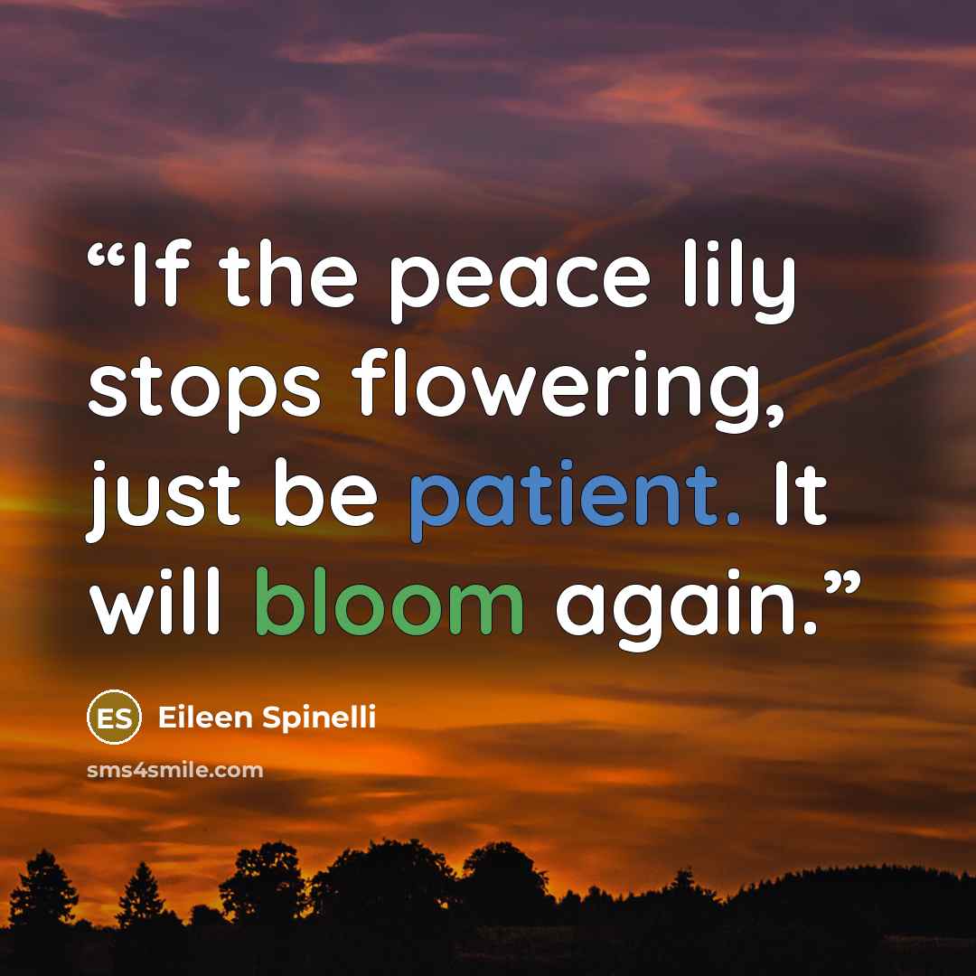 “If the peace lily stops flowering, just be patient. It will bloom again.” quote by Eileen Spinelli