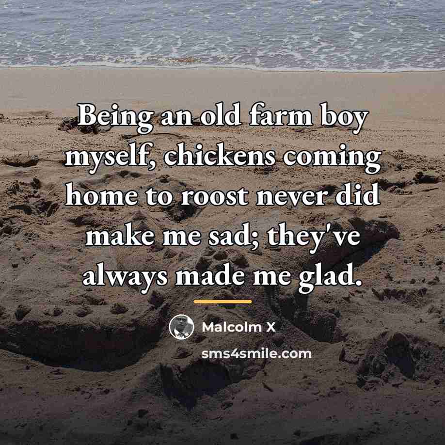 “Being an old farm boy myself, chickens coming home to…” quote by Malcolm X