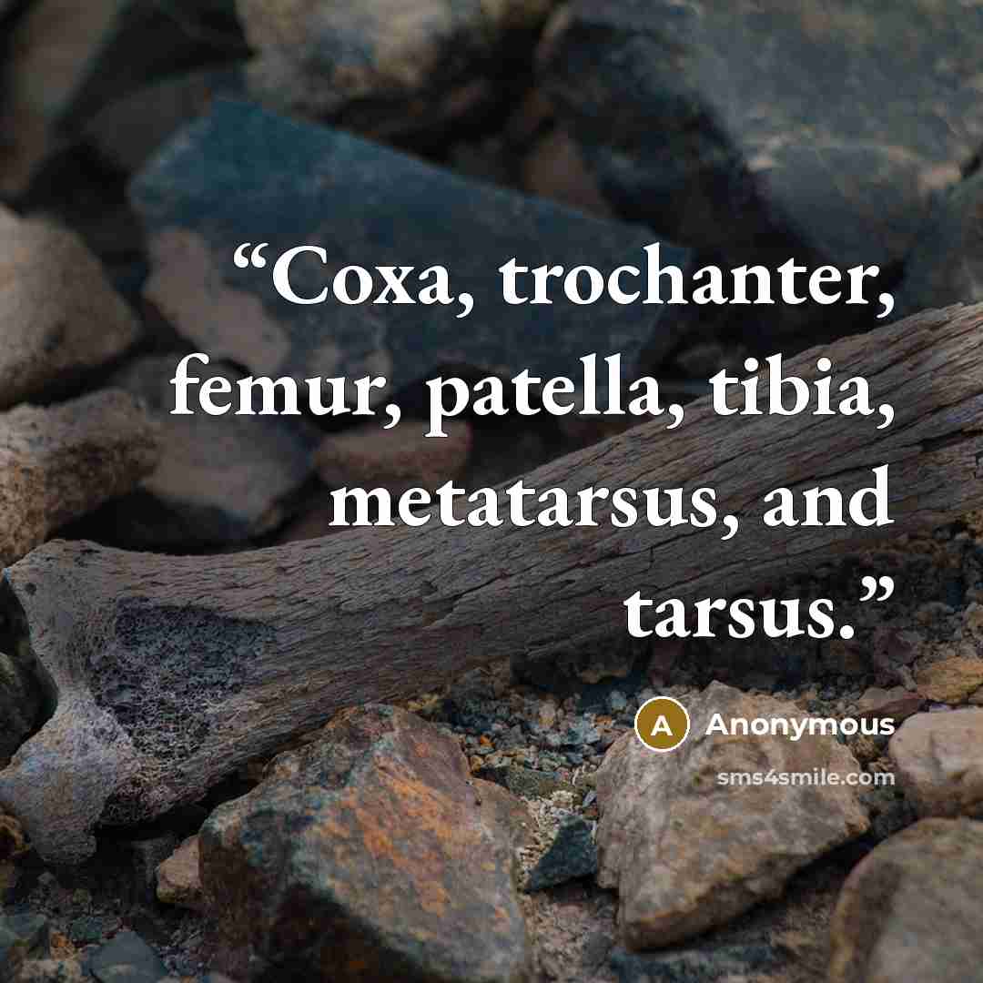 “Coxa, trochanter, femur, patella, tibia, metatarsus, and tarsus.” quote by Anonymous