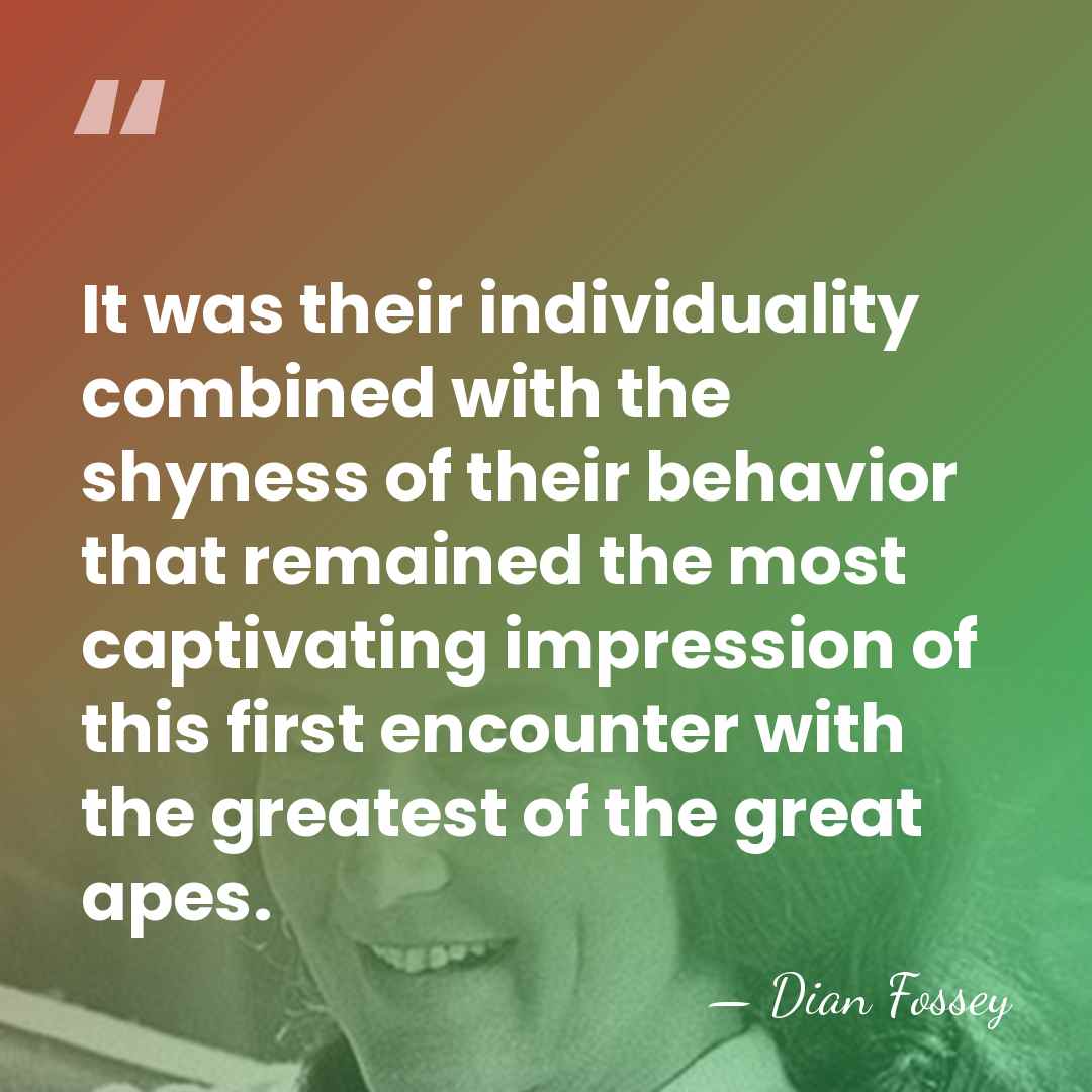 It was their individuality combined with the shyness of their behavior that&hellip; - Dian Fossey