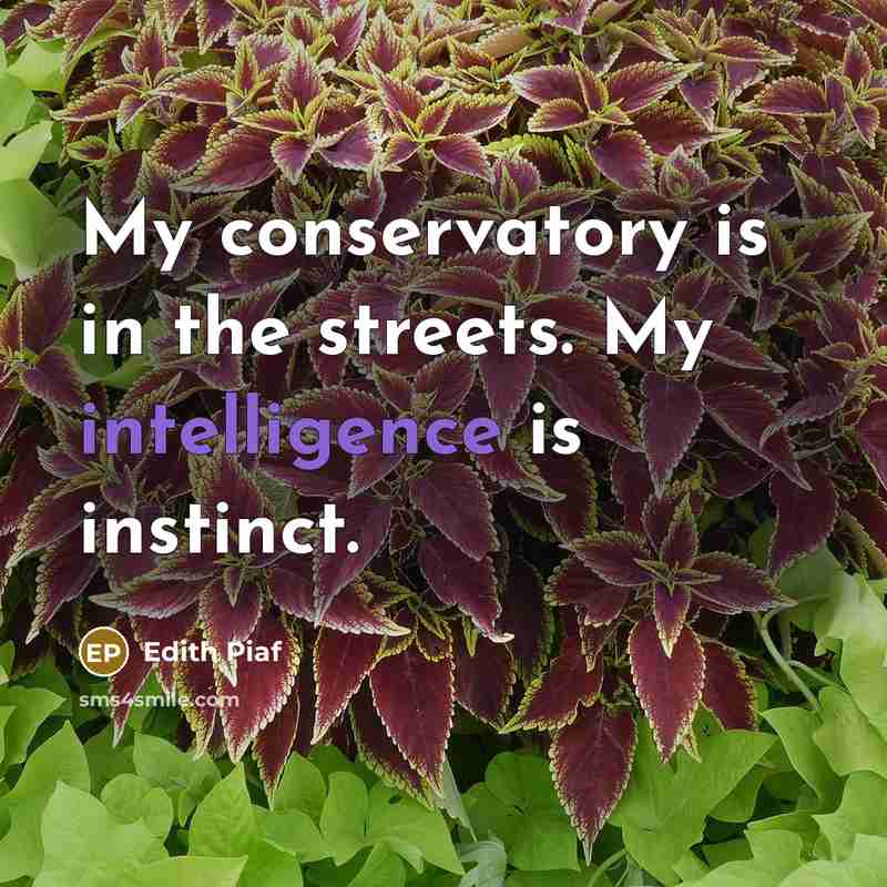 “My conservatory is in the streets. My intelligence is instinct.…” quote by Edith Piaf