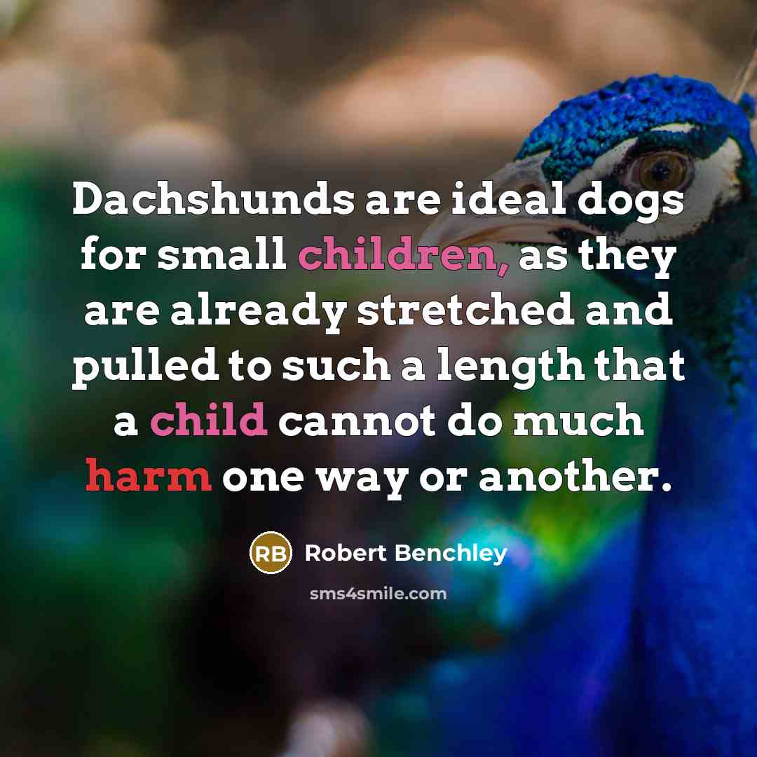 “Dachshunds are ideal dogs for small children, as they are already stretched and pulled to such a length that a child cannot do much harm one way or another.” quote by Robert Benchley
