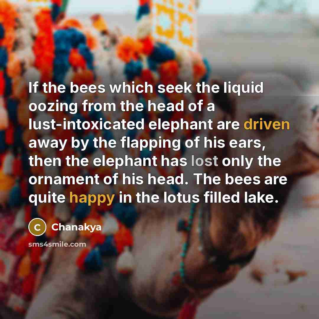 “If the bees which seek the liquid oozing from the head of a lust-intoxicated elephant are driven away by the flapping of his ears, then the elephant has lost only the ornament of his head. The bees are quite happy in the lotus filled lake.” quote by Chanakya