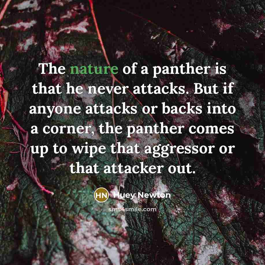 “The nature of a panther is that he never attacks.…” quote by Huey Newton