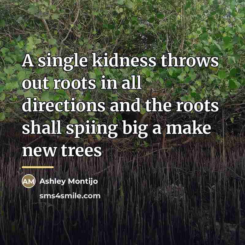 “A single kidness throws out roots in all directions and…” quote by Ashley Montijo