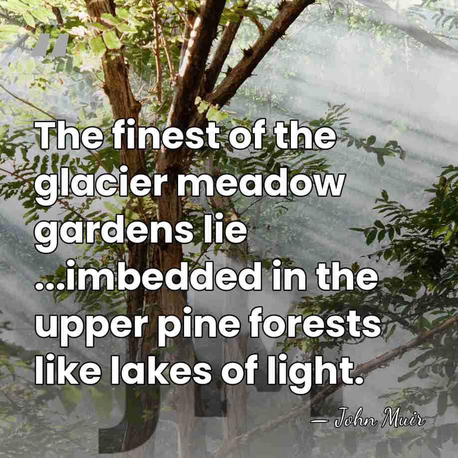 The finest of the glacier meadow gardens lie ...imbedded in the upper&hellip; - John Muir