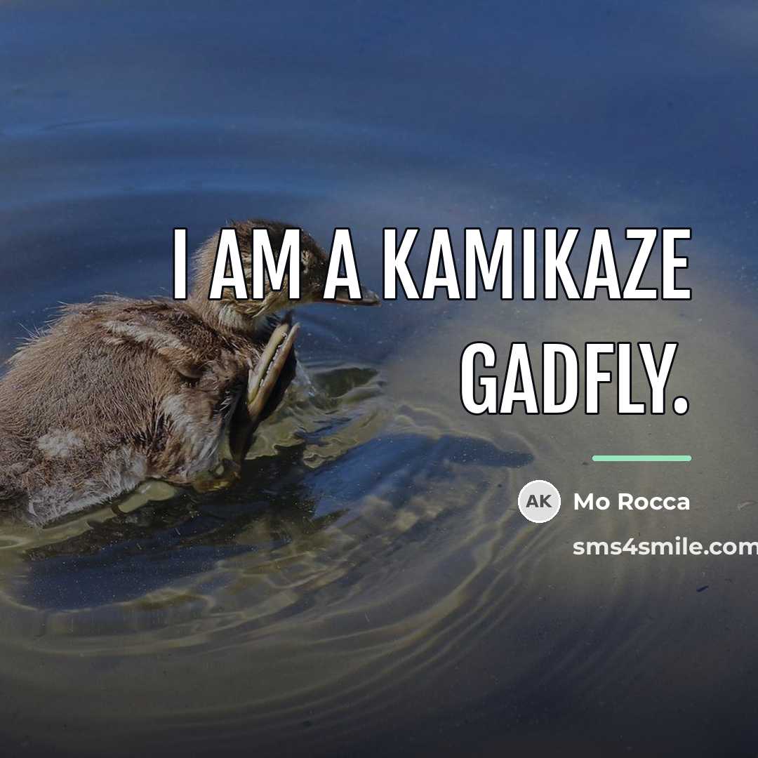 “I am a kamikaze gadfly.…” quote by Mo Rocca
