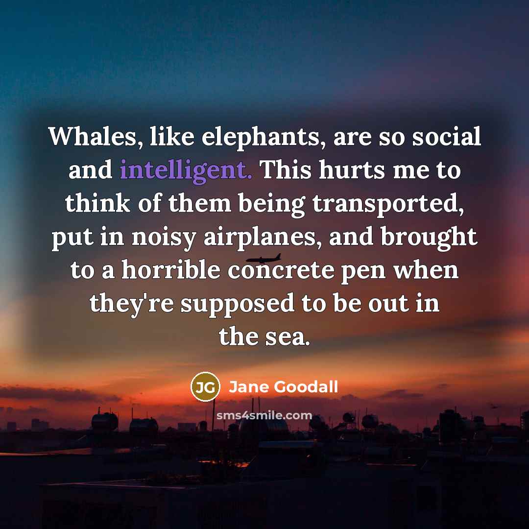 “Whales, like elephants, are so social and intelligent. This hurts…” quote by Jane Goodall