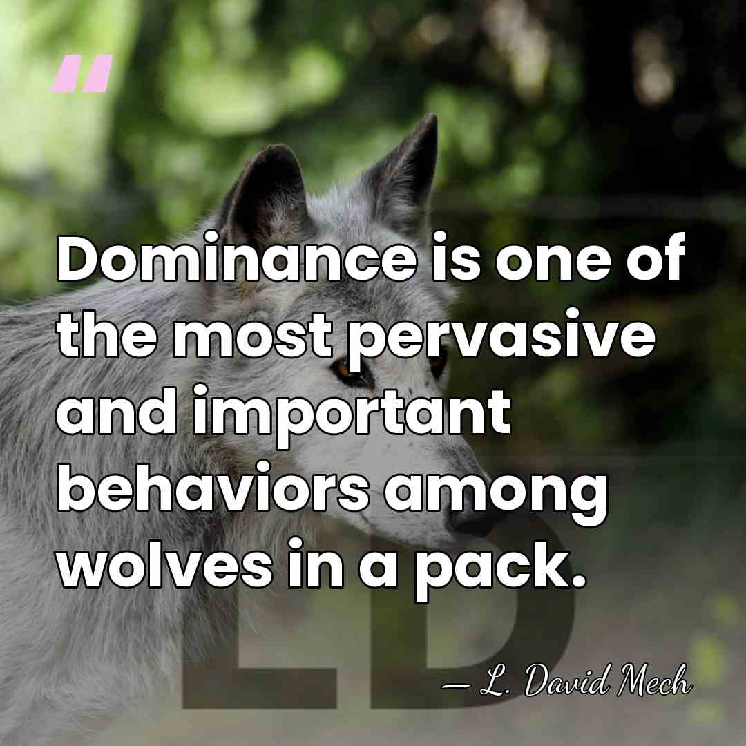Dominance is one of the most pervasive and important behaviors among wolves&hellip; - L. David Mech