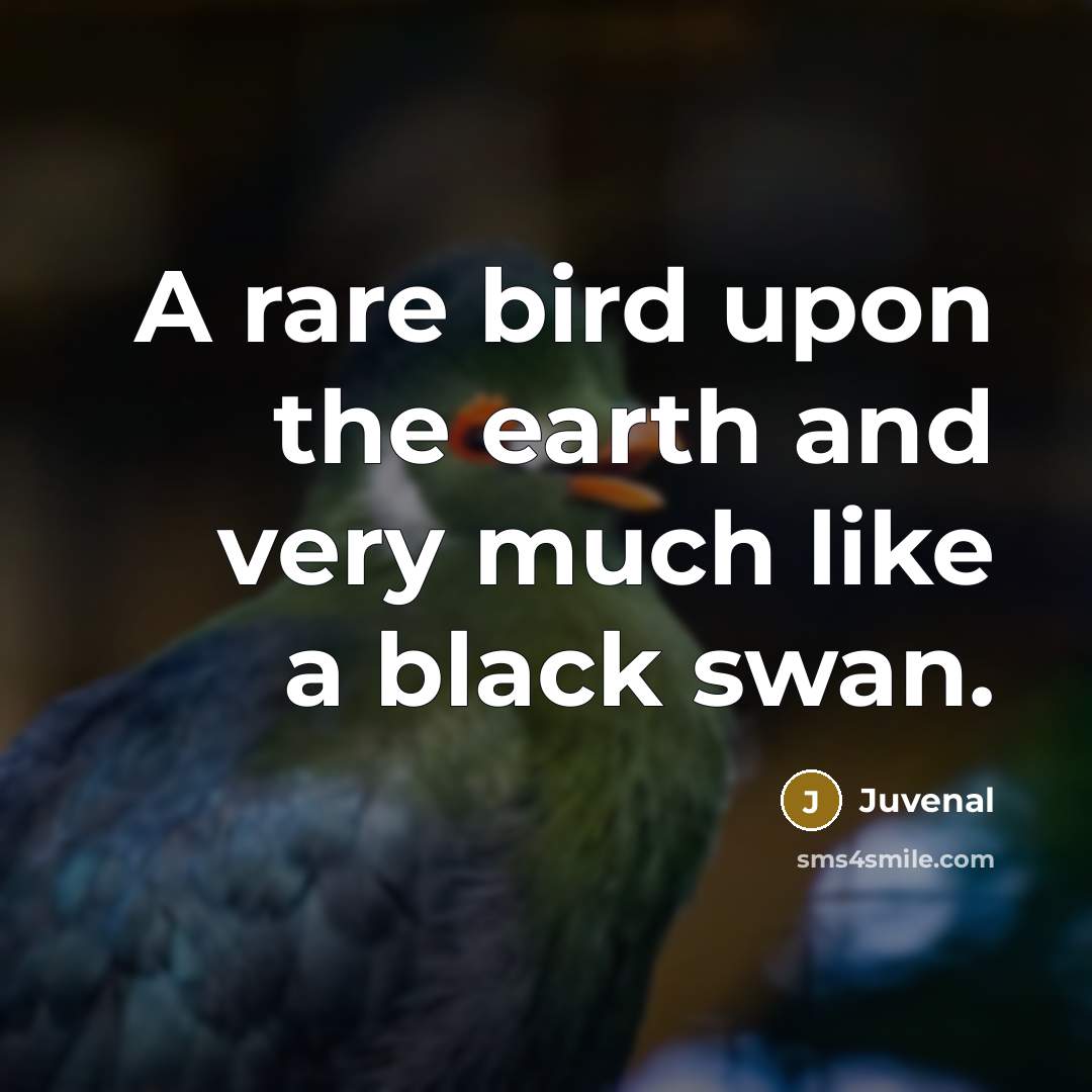 “A rare bird upon the earth and very much like…” quote by Juvenal