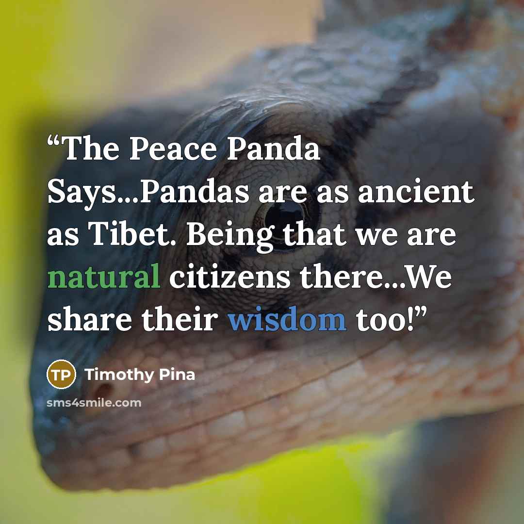 “The Peace Panda Says...Pandas are as ancient as Tibet. Being that we are natural citizens there...We share their wisdom too!” quote by Timothy Pina