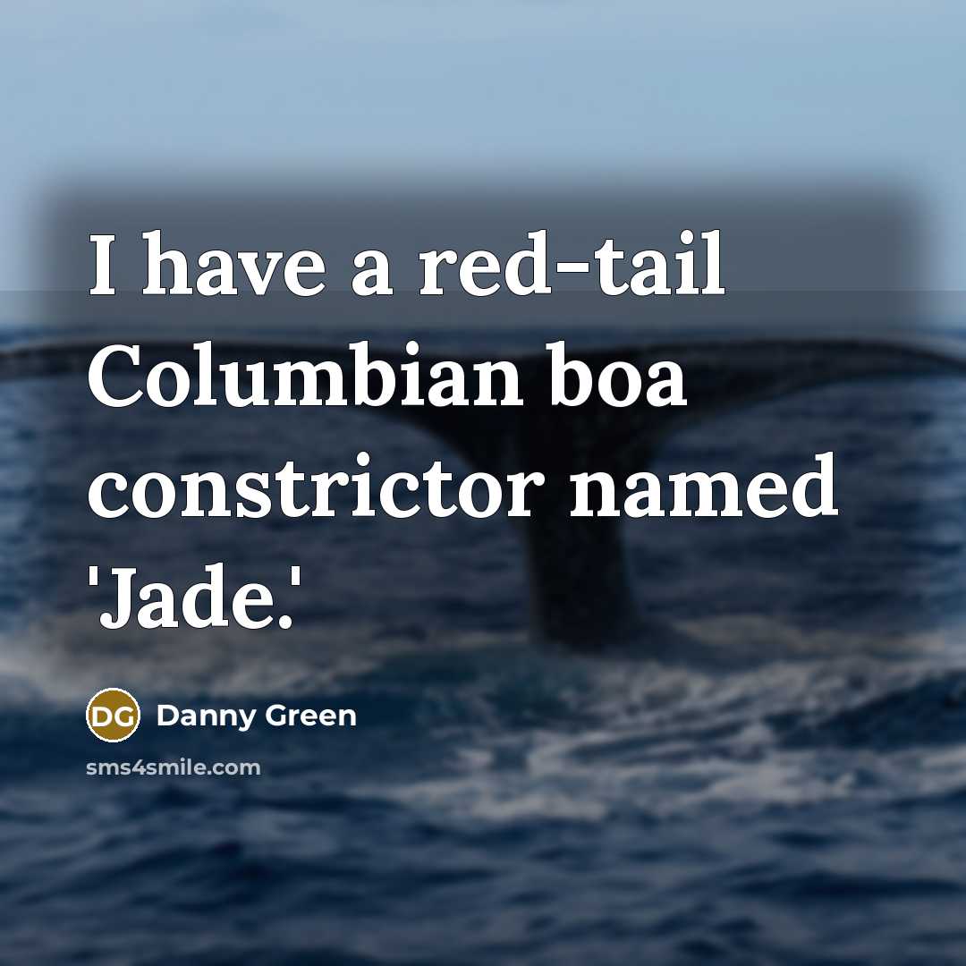 “I have a red-tail Columbian boa constrictor named 'Jade.'…” quote by Danny Green