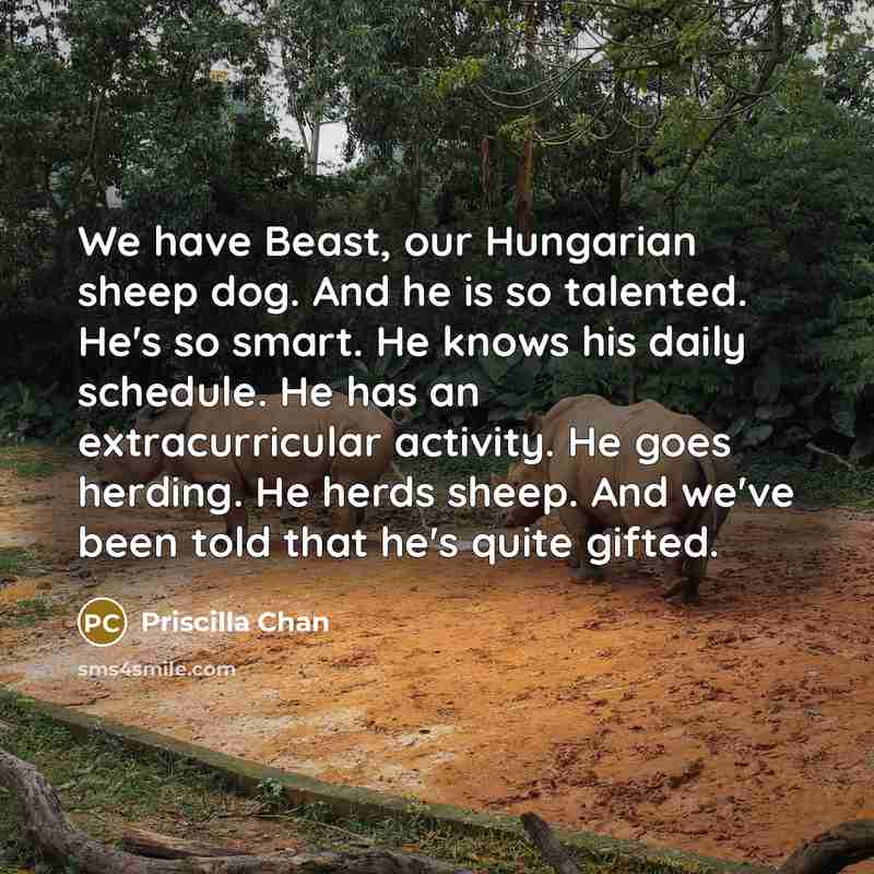 “We have Beast, our Hungarian sheep dog. And he is…” quote by Priscilla Chan