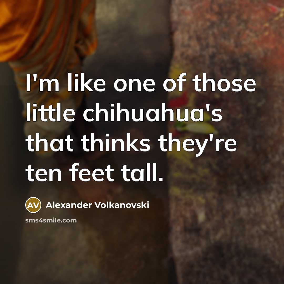 “I'm like one of those little chihuahua's that thinks they're ten feet tall.” quote by Alexander Volkanovski