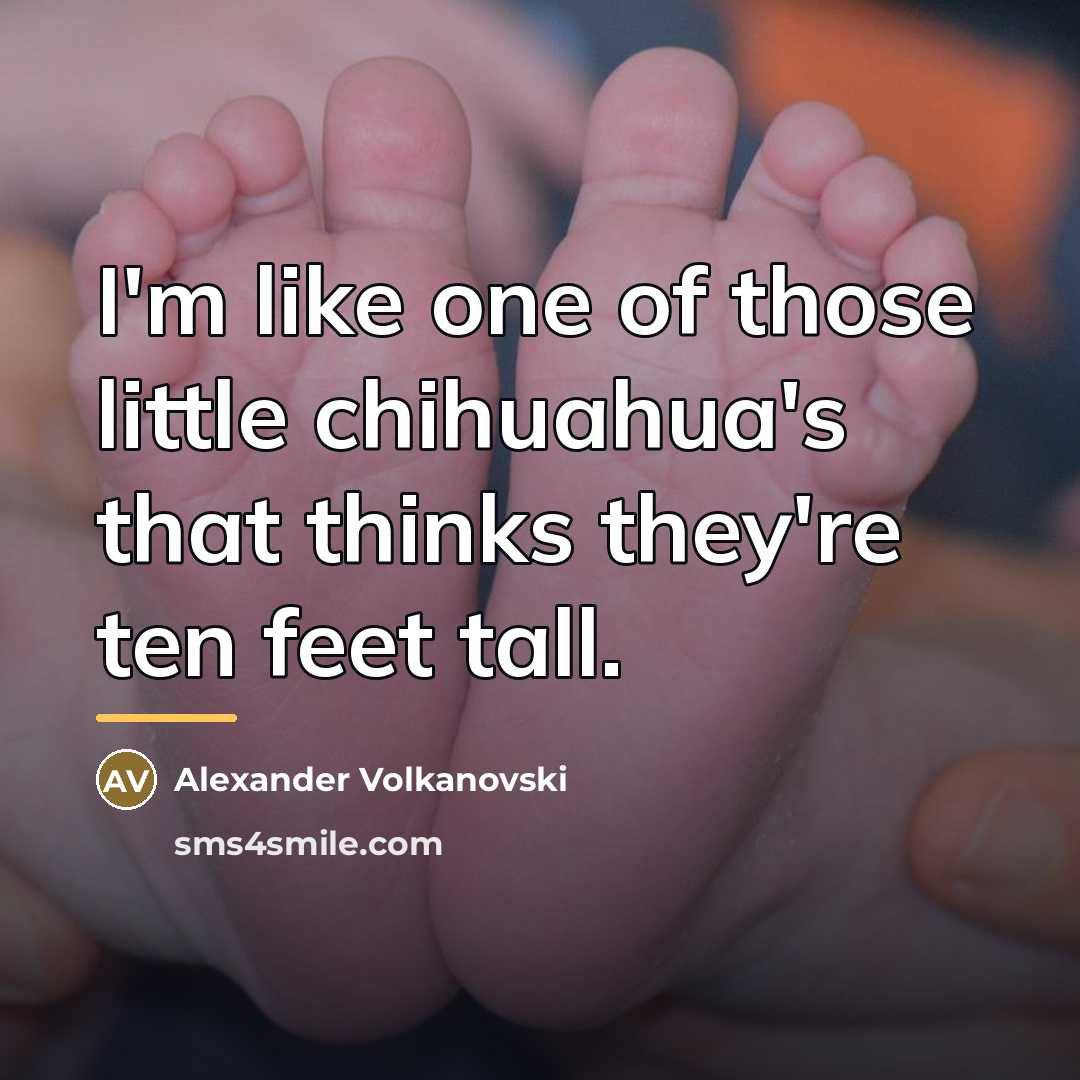 “I'm like one of those little chihuahua's that thinks they're…” quote by Alexander Volkanovski