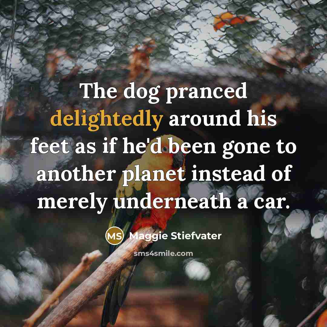 “The dog pranced delightedly around his feet as if he'd been gone to another planet instead of merely underneath a car.” quote by Maggie Stiefvater