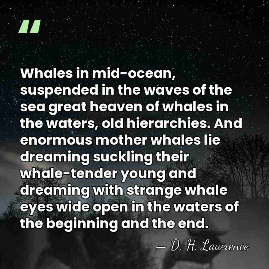 Whales in mid-ocean, suspended in the waves of the sea great heaven&hellip; - D. H. Lawrence