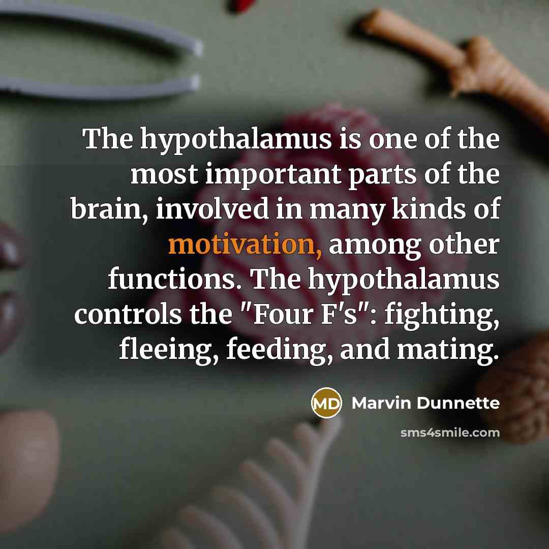 “The hypothalamus is one of the most important parts of the brain, involved in many kinds of motivation, among other functions. The hypothalamus controls the "Four F's": fighting, fleeing, feeding, and mating.” quote by Marvin Dunnette