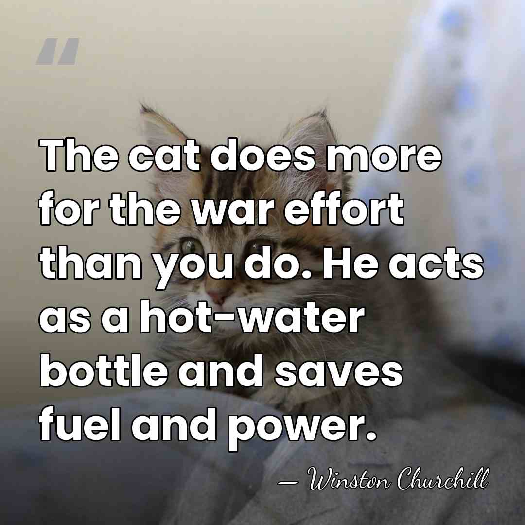 The cat does more for the war effort than you do. He&hellip; - Winston Churchill