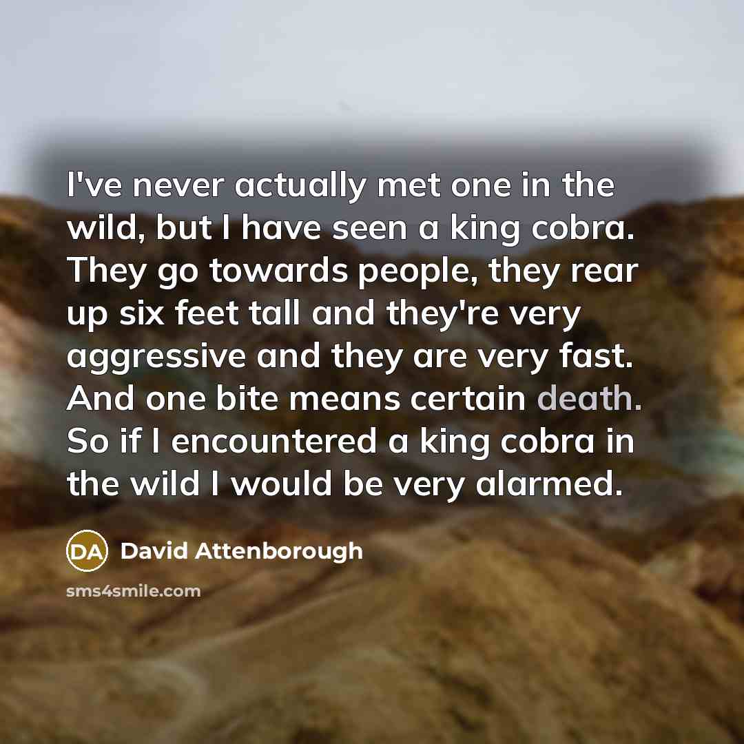 “I've never actually met one in the wild, but I…” quote by David Attenborough