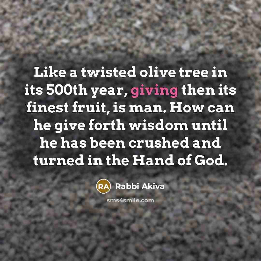 “Like a twisted olive tree in its 500th year, giving…” quote by Rabbi Akiva