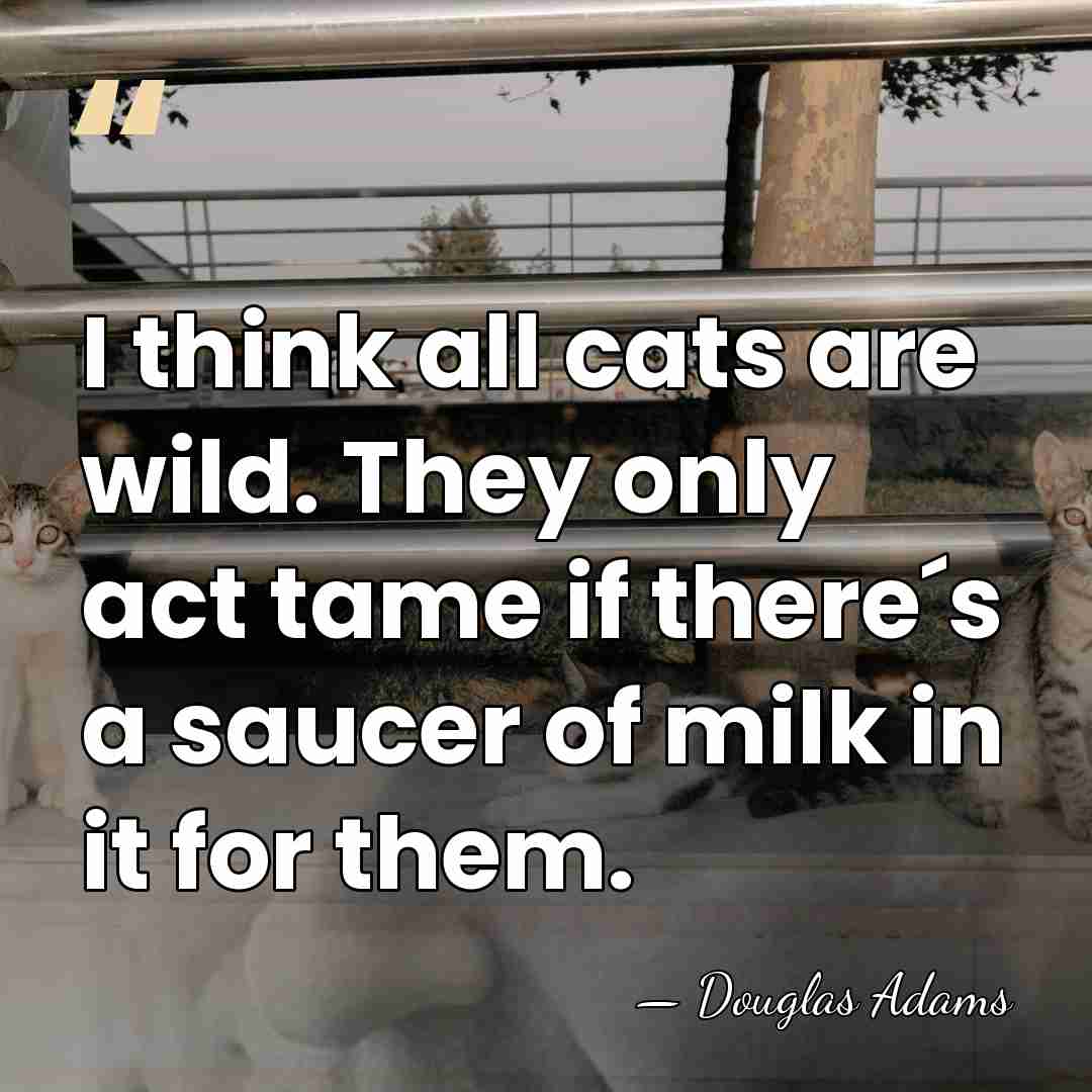I think all cats are wild. They only act tame if there´s&hellip; - Douglas Adams