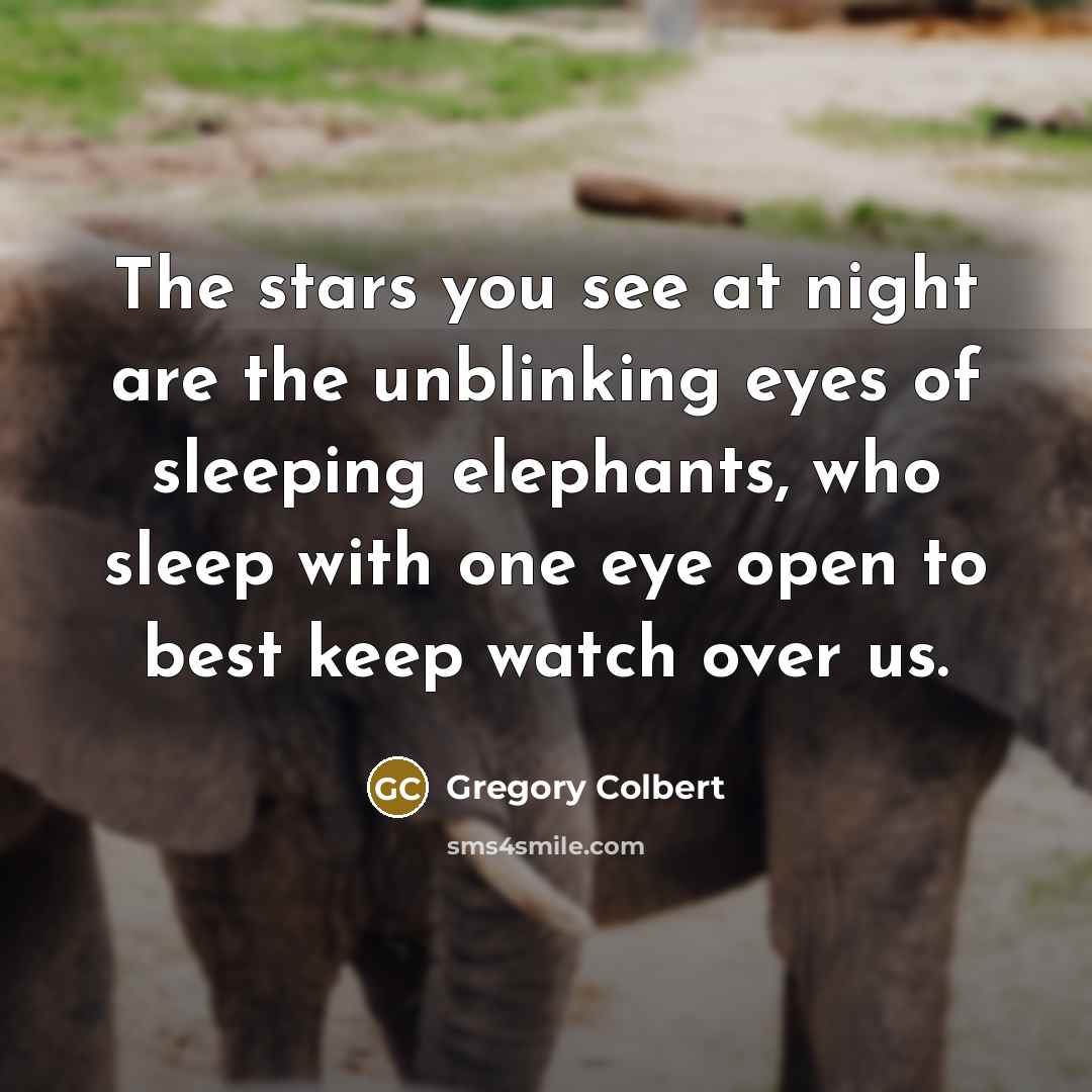 “The stars you see at night are the unblinking eyes…” quote by Gregory Colbert