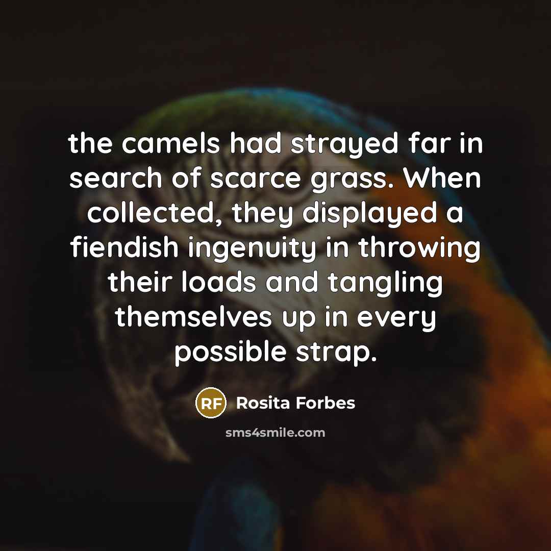 “the camels had strayed far in search of scarce grass. When collected, they displayed a fiendish ingenuity in throwing their loads and tangling themselves up in every possible strap.” quote by Rosita Forbes