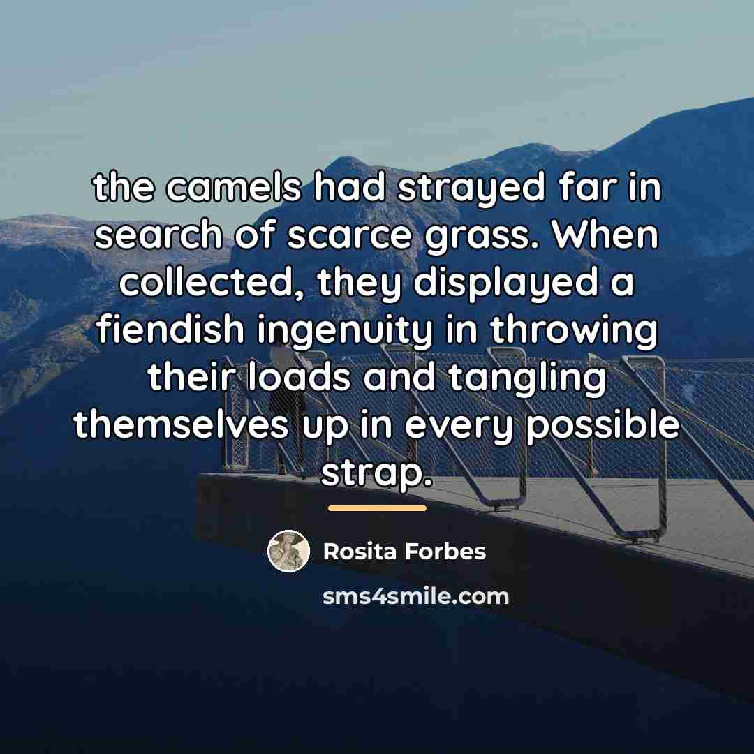 “the camels had strayed far in search of scarce grass.…” quote by Rosita Forbes