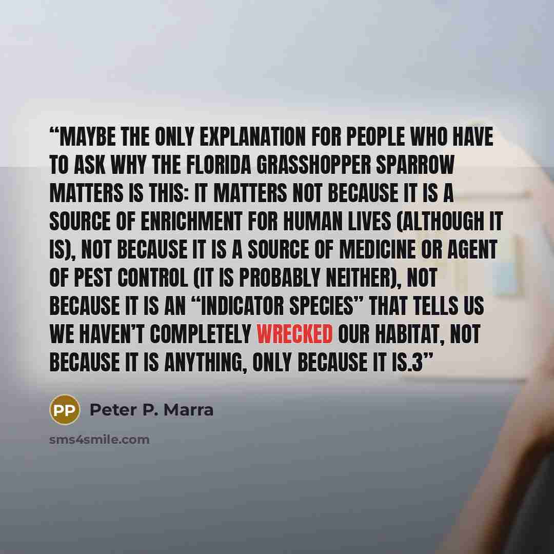 “Maybe the only explanation for people who have to ask why the Florida grasshopper sparrow matters is this: It matters not because it is a source of enrichment for human lives (although it is), not because it is a source of medicine or agent of pest control (it is probably neither), not because it…” quote by Peter P. Marra