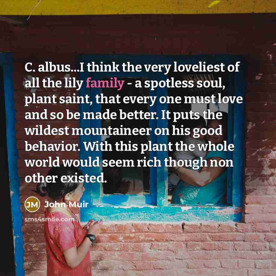“C. albus...I think the very loveliest of all the lily…” quote by John Muir
