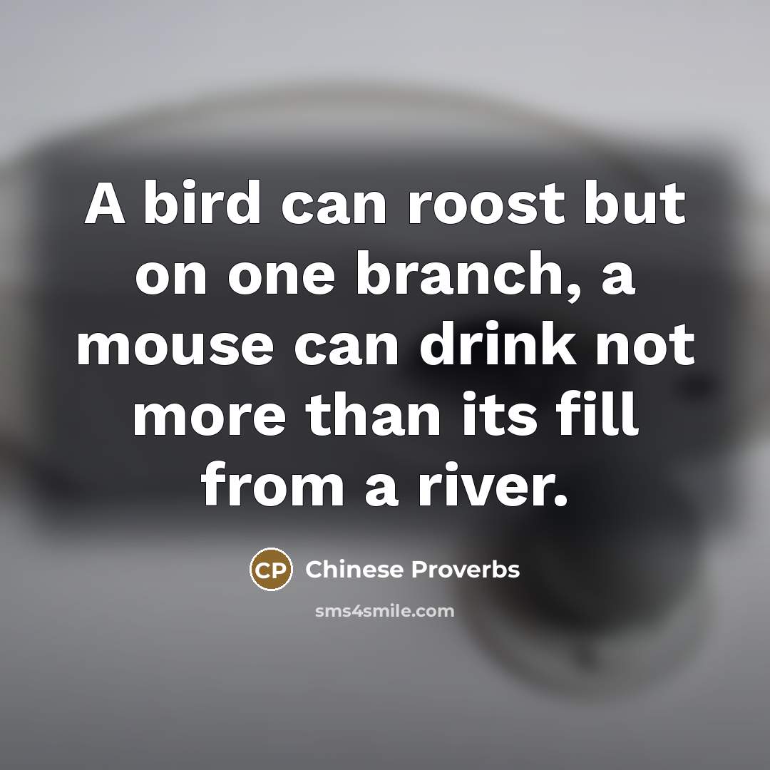 “A bird can roost but on one branch, a mouse…” quote by Chinese Proverbs