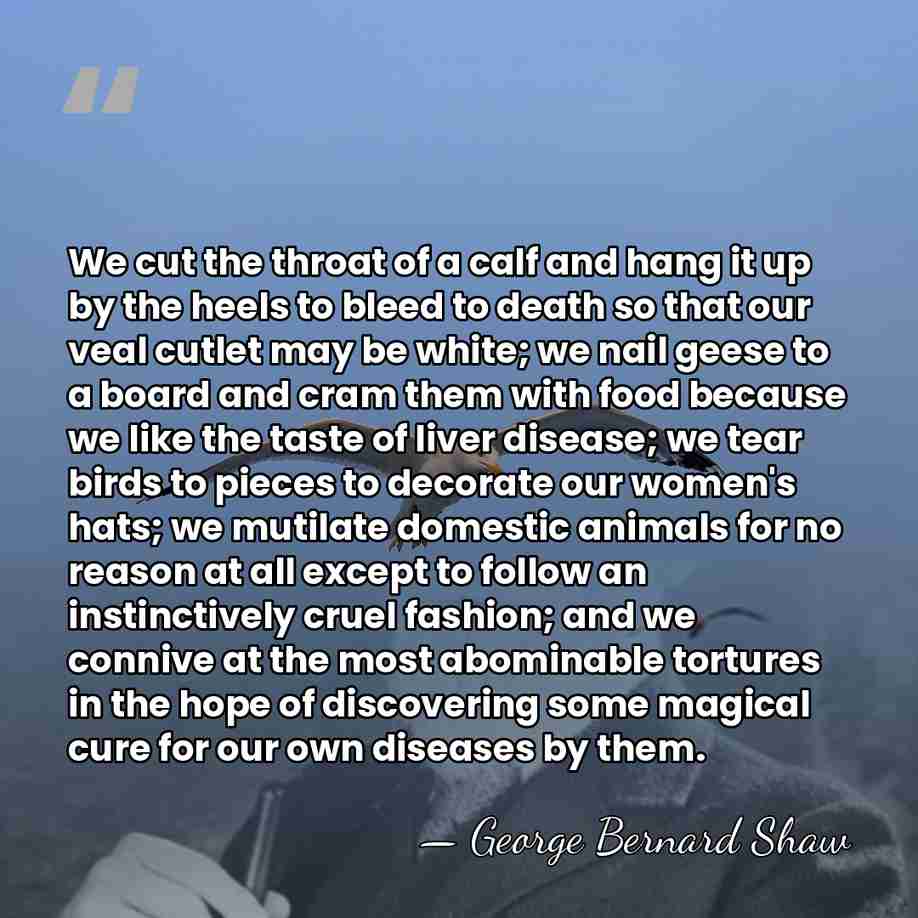 We cut the throat of a calf and hang it up by&hellip; - George Bernard Shaw