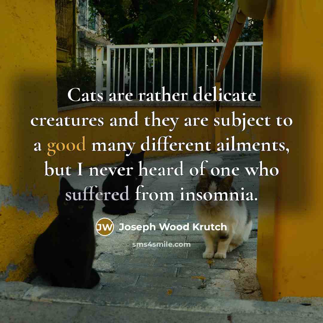 “Cats are rather delicate creatures and they are subject to a good many different ailments, but I never heard of one who suffered from insomnia.” quote by Joseph Wood Krutch