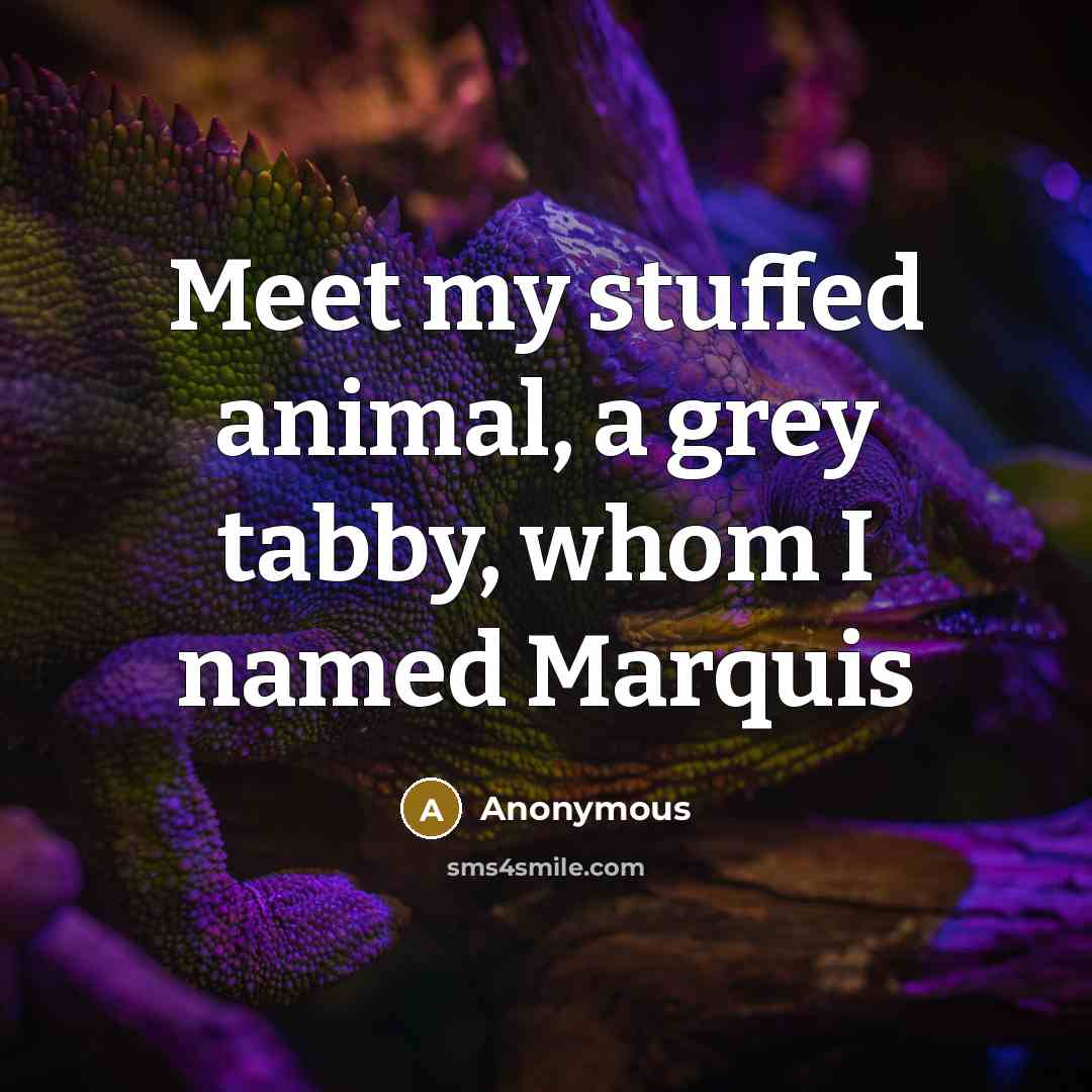 “Meet my stuffed animal, a grey tabby, whom I named…” quote by Anonymous