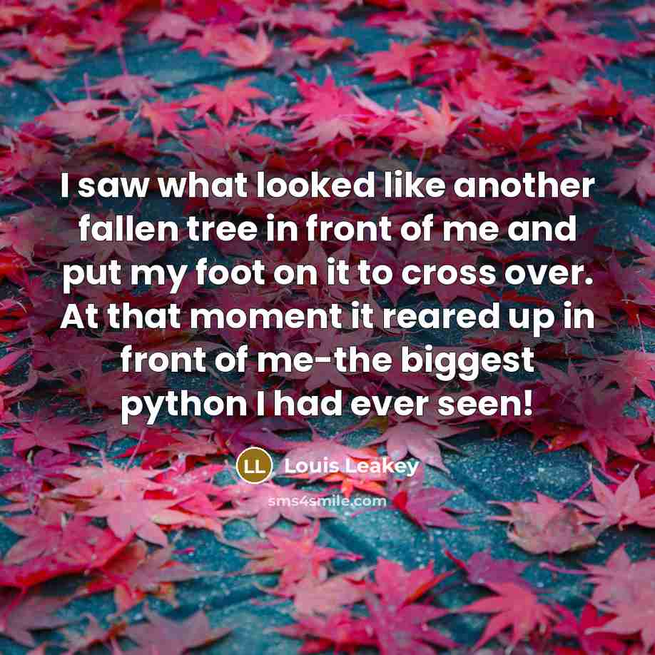 “I saw what looked like another fallen tree in front…” quote by Louis Leakey