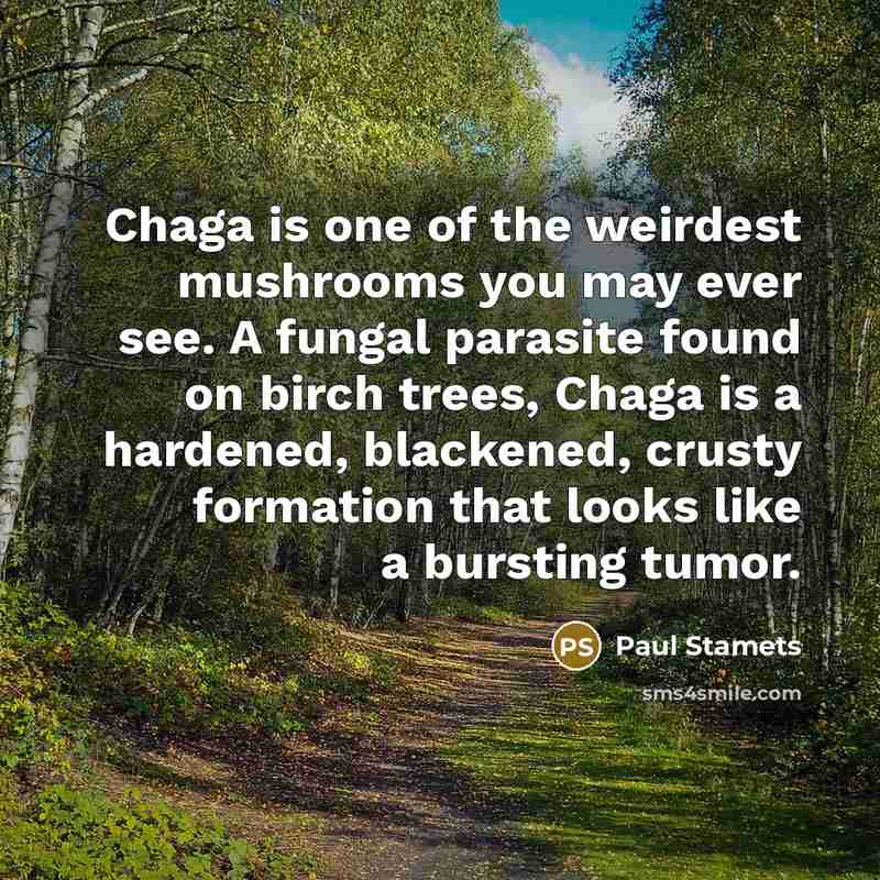 “Chaga is one of the weirdest mushrooms you may ever…” quote by Paul Stamets