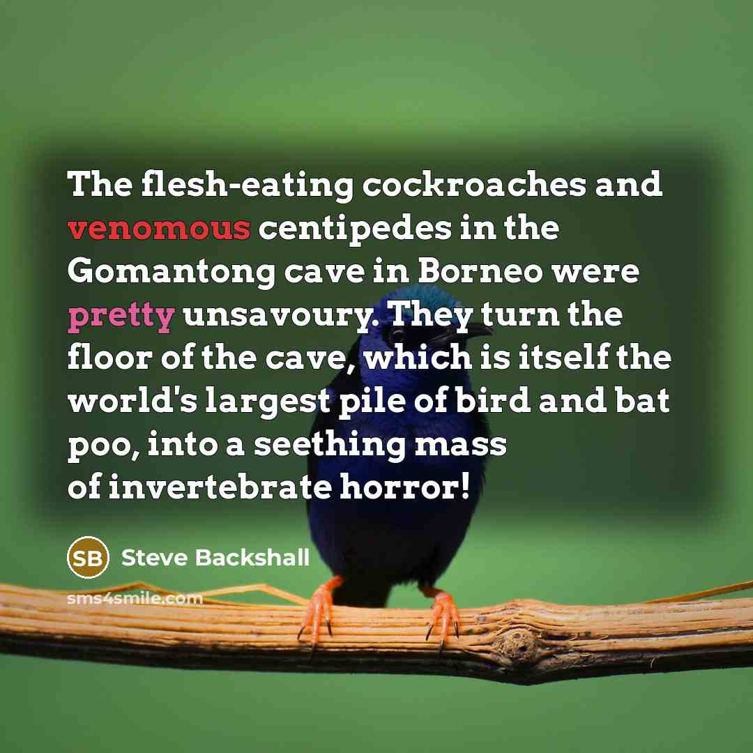 “The flesh-eating cockroaches and venomous centipedes in the Gomantong cave…” quote by Steve Backshall