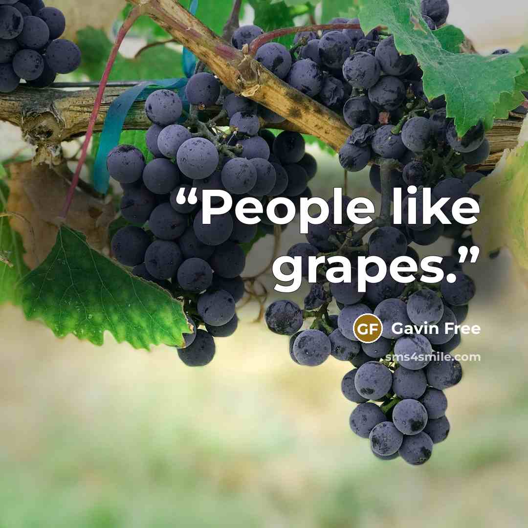 “People like grapes.” quote by Gavin Free