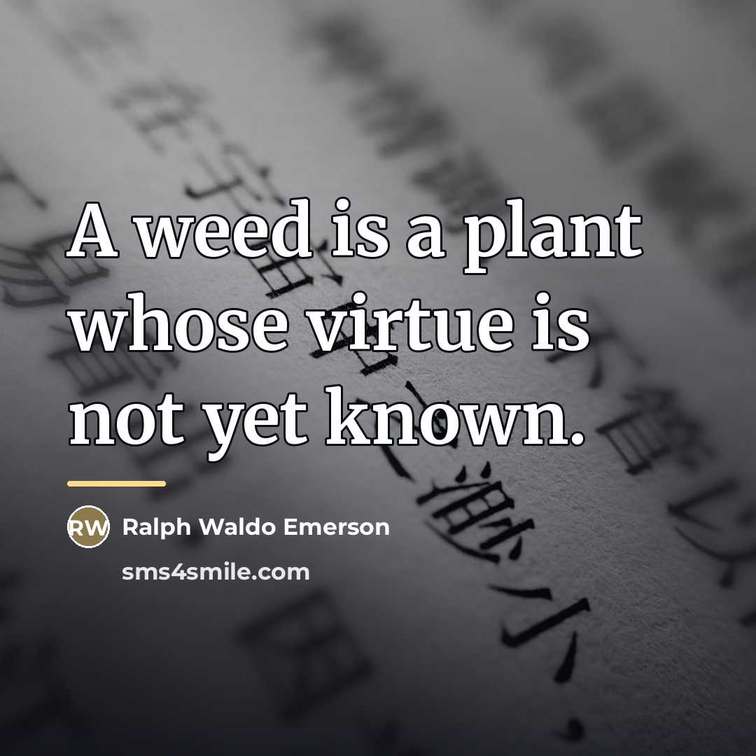 “A weed is a plant whose virtue is not yet…” quote by Ralph Waldo Emerson