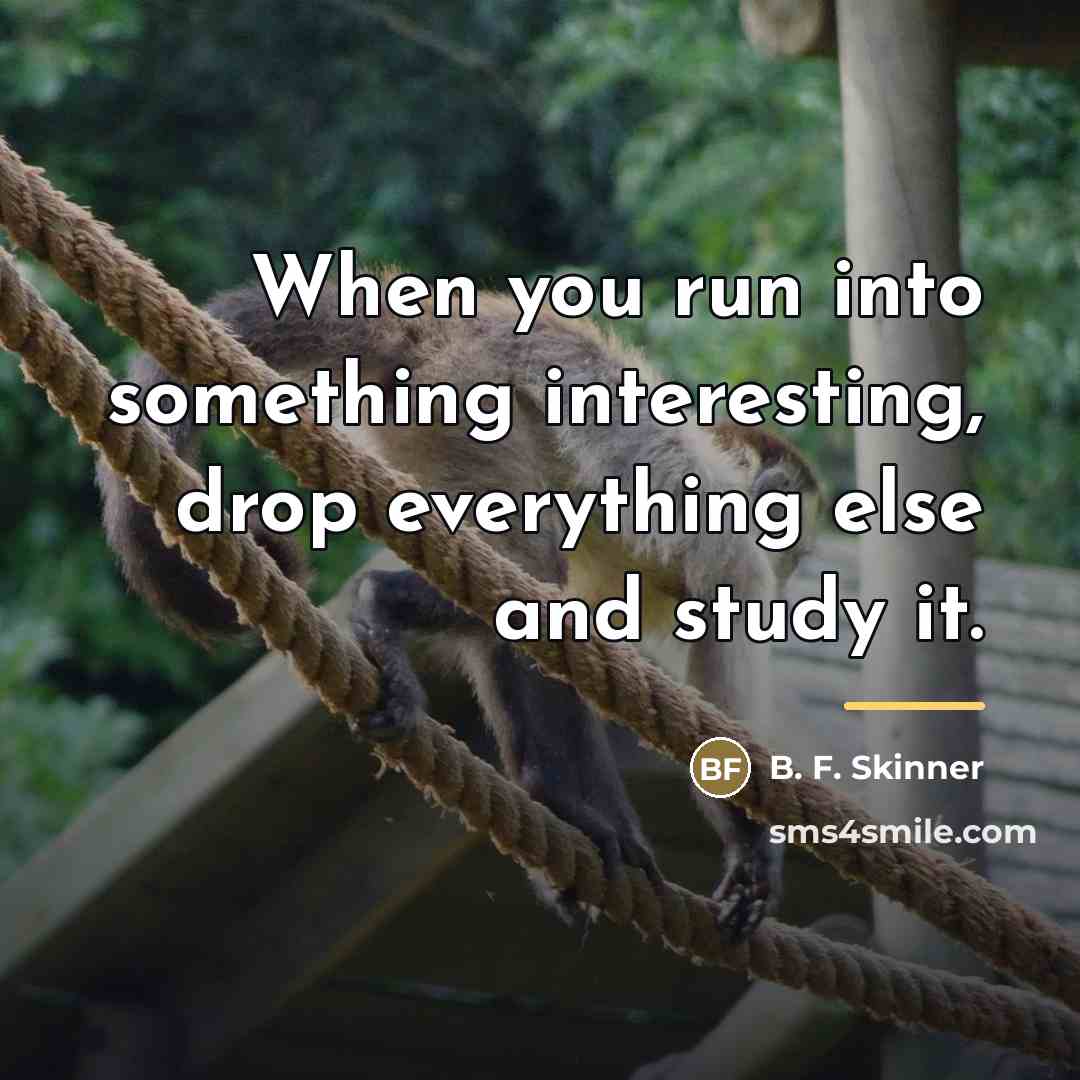 “When you run into something interesting, drop everything else and…” quote by B. F. Skinner