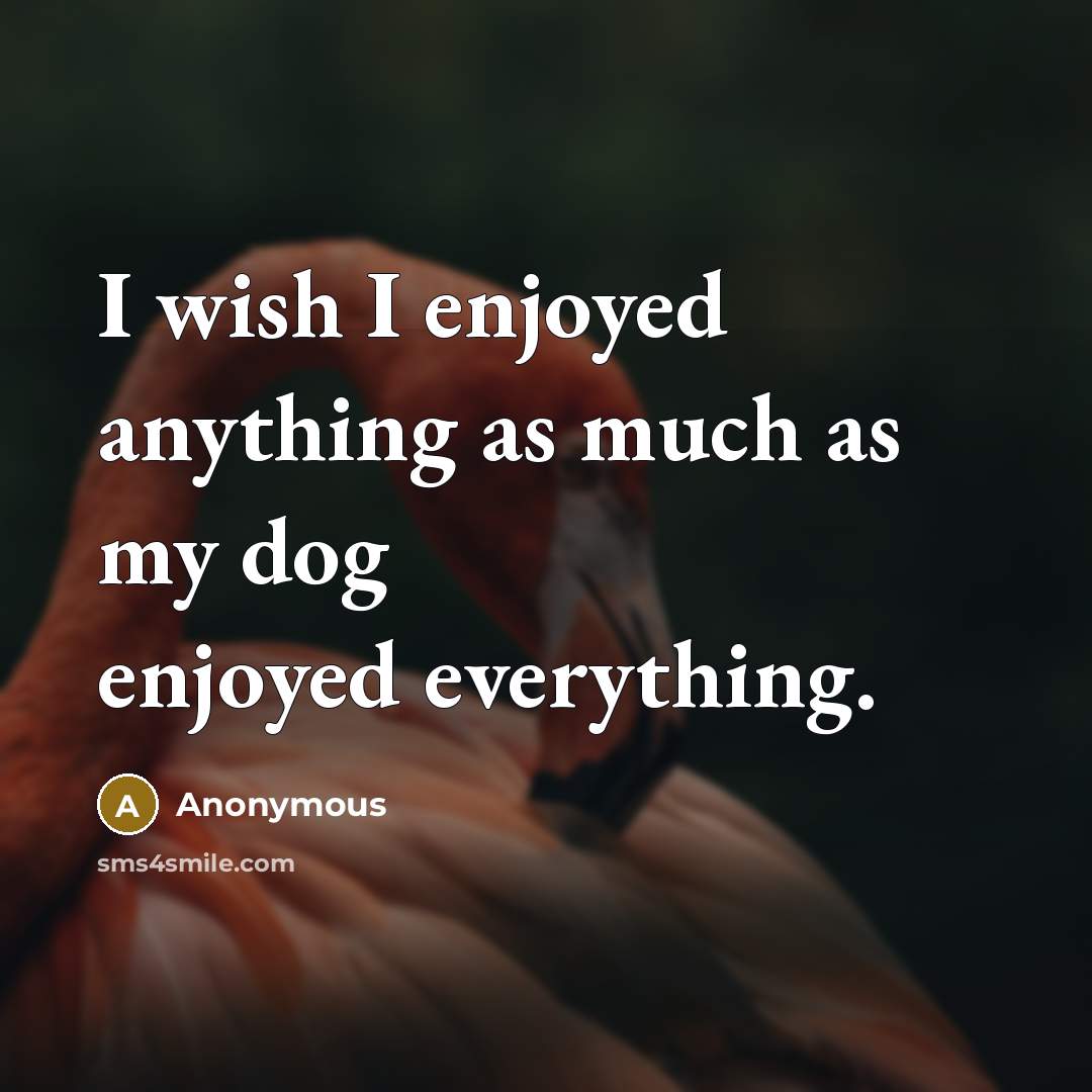 “I wish I enjoyed anything as much as my dog enjoyed everything.” quote by Anonymous