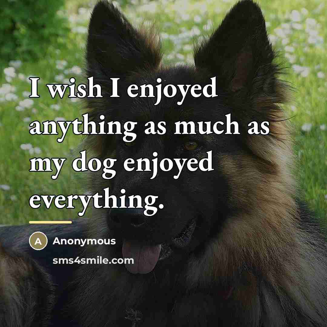 “I wish I enjoyed anything as much as my dog…” quote by Anonymous