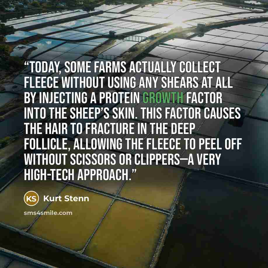 “Today, some farms actually collect fleece without using any shears at all by injecting a protein growth factor into the sheep’s skin. This factor causes the hair to fracture in the deep follicle, allowing the fleece to peel off without scissors or clippers—a very high-tech approach.” quote by Kurt Stenn