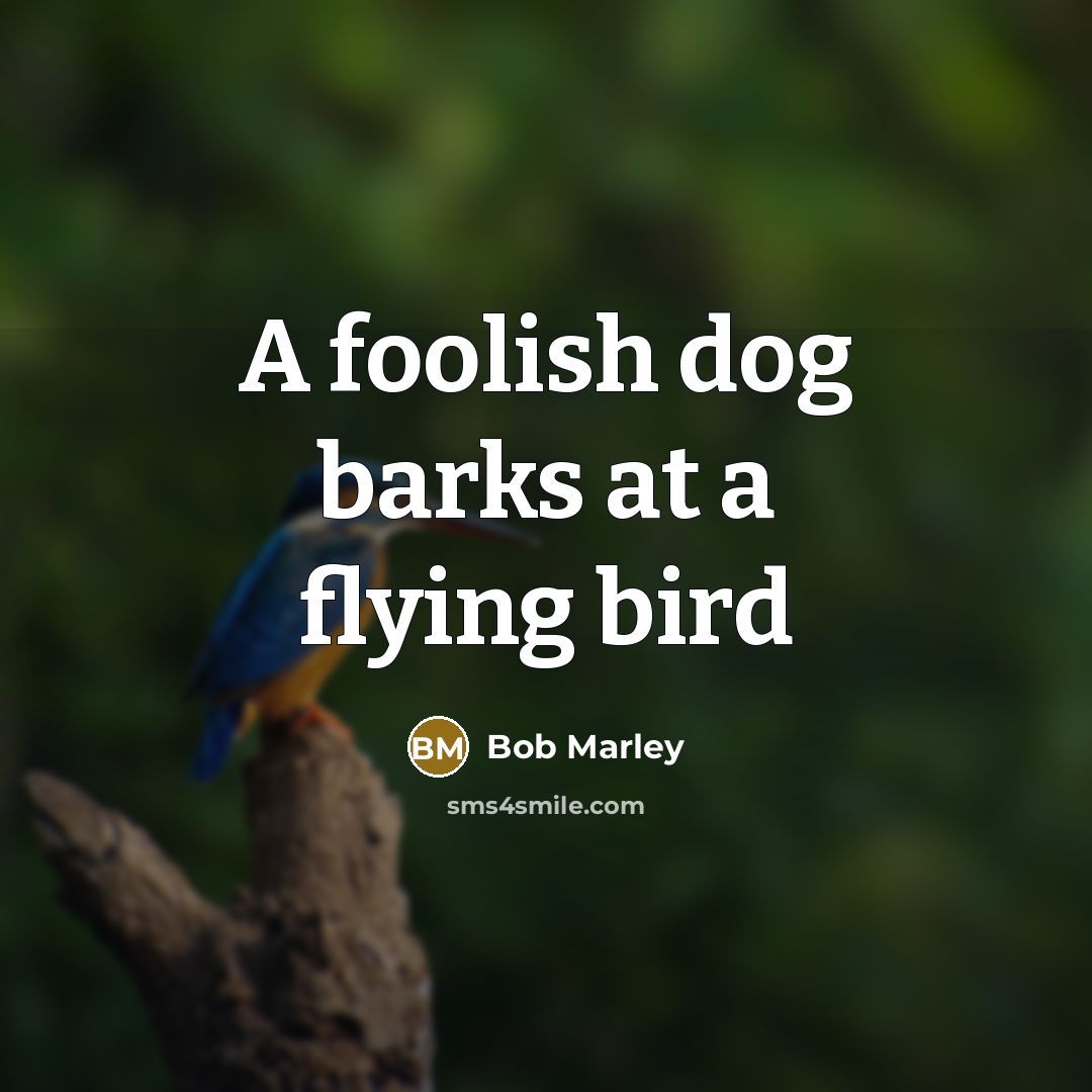 “A foolish dog barks at a flying bird…” quote by Bob Marley