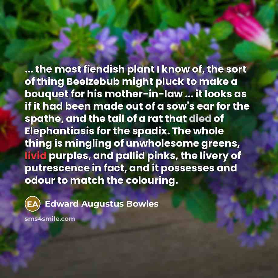 “... the most fiendish plant I know of, the sort of thing Beelzebub might pluck to make a bouquet for his mother-in-law ... it looks as if it had been made out of a sow's ear for the spathe, and the tail of a rat that died of Elephantiasis for the spadix. The whole thing is mingling of unwholesome…” quote by Edward Augustus Bowles